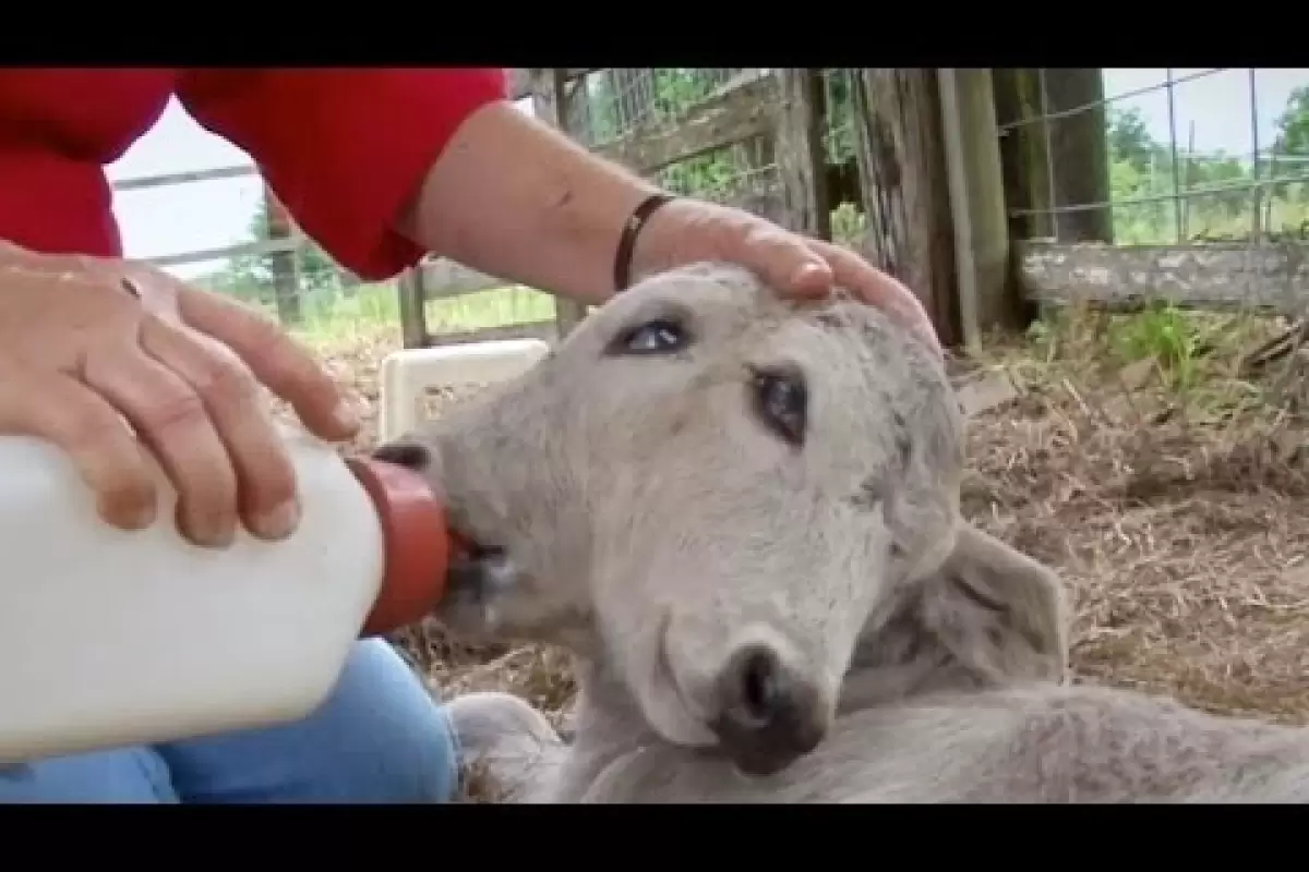(ویدئو) تولد یک گاو دو سر عجیب در آمریکا