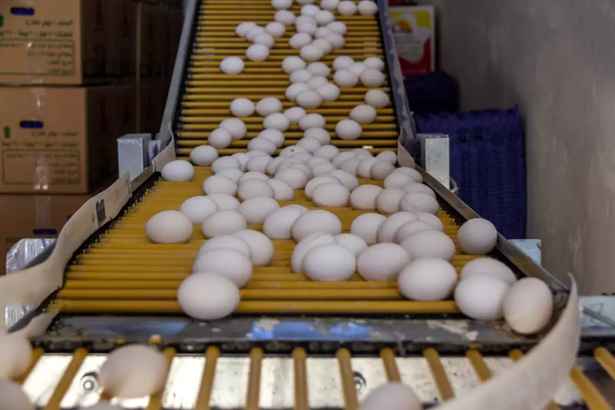 دولت کمر صادرات تخم مرغ را شکست