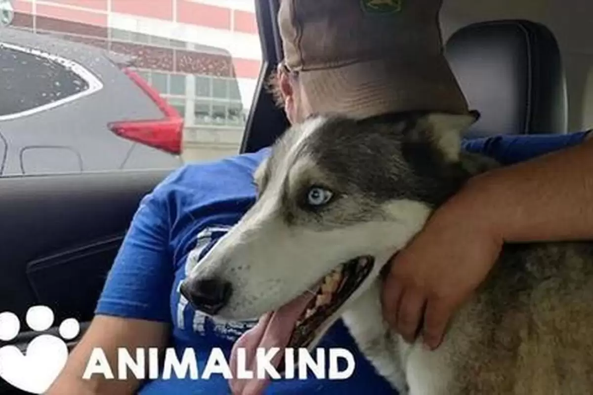 (ویدئو) لحظه‌ای احساسی و درخشان از دیدار یک سگ با صاحب اش پس از ۳ سال