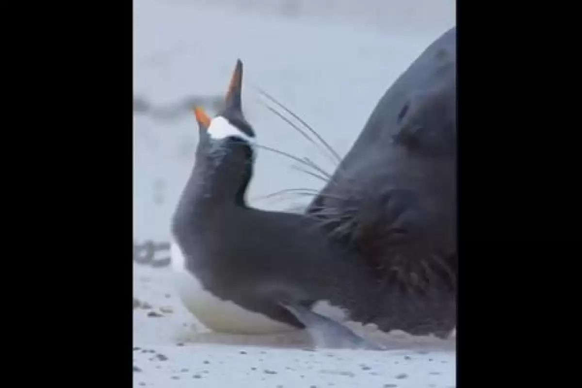 ( ویدیو) شکار پنگوئن توسط شیر دریایی