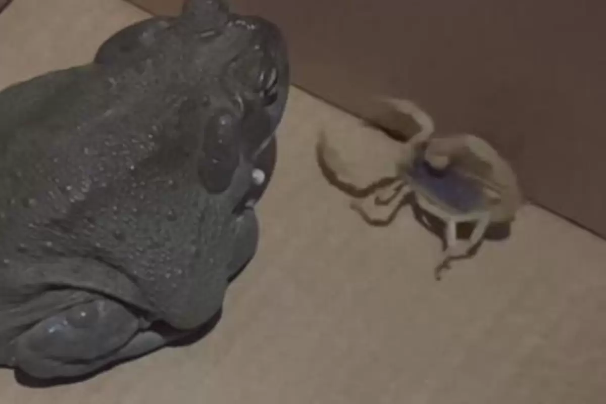 (ویدئو) لحظه حیرت انگیز شکار عقرب توسط قورباغه