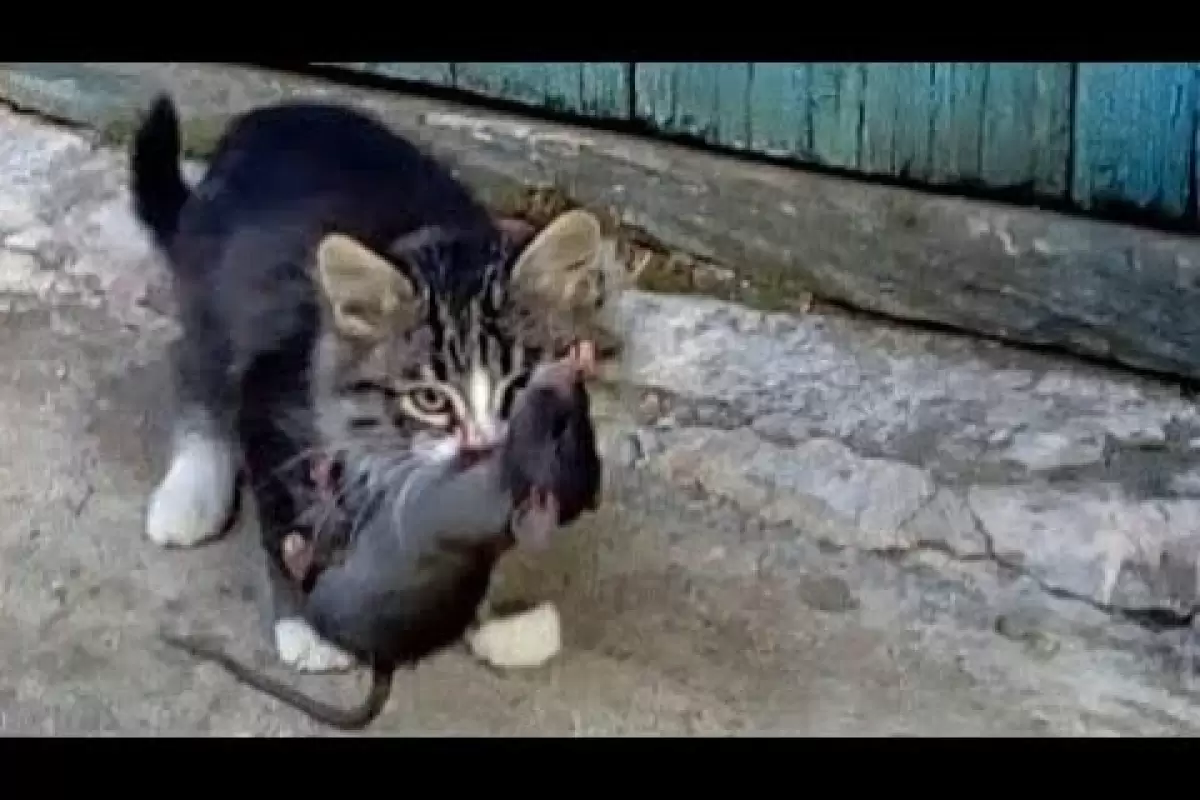 (ویدئو) شکار باورنکردنی موش غول پیکر توسط یک بچه گربه