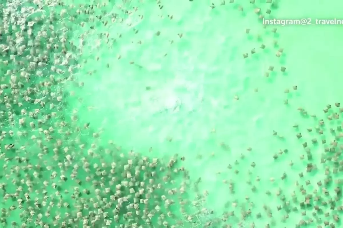 ویدئویی تماشایی از تعقیب صد‌ها لقمه‌ماهی توسط یک کوسه