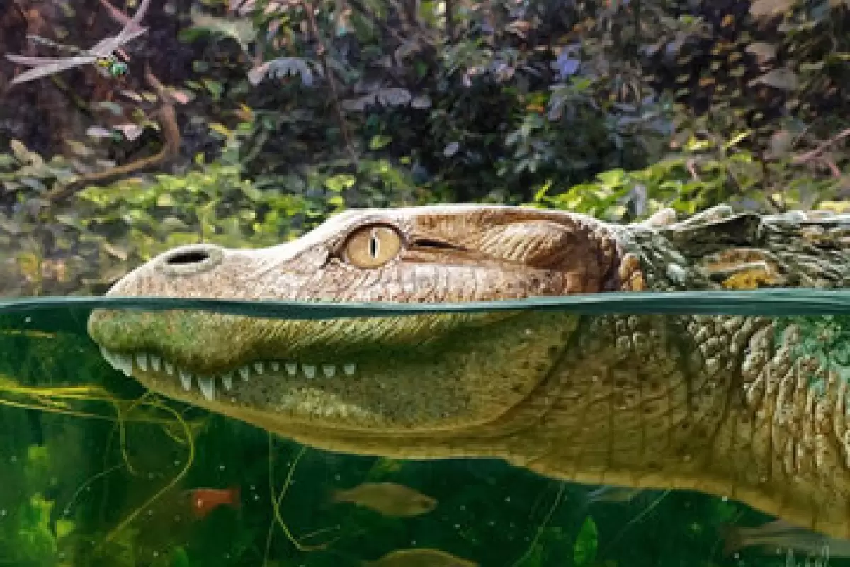 ( عکس) کشف یک گونه جدید تمساح با قیافه‌ای بسیار متفاوت