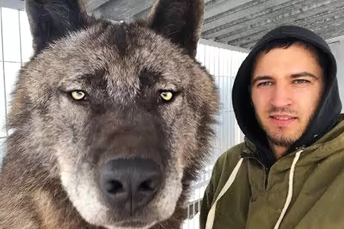 (ویدئو) بزرگترین گرگ جهان، حیوان خانگی این مرد جوان انگلیسی است!