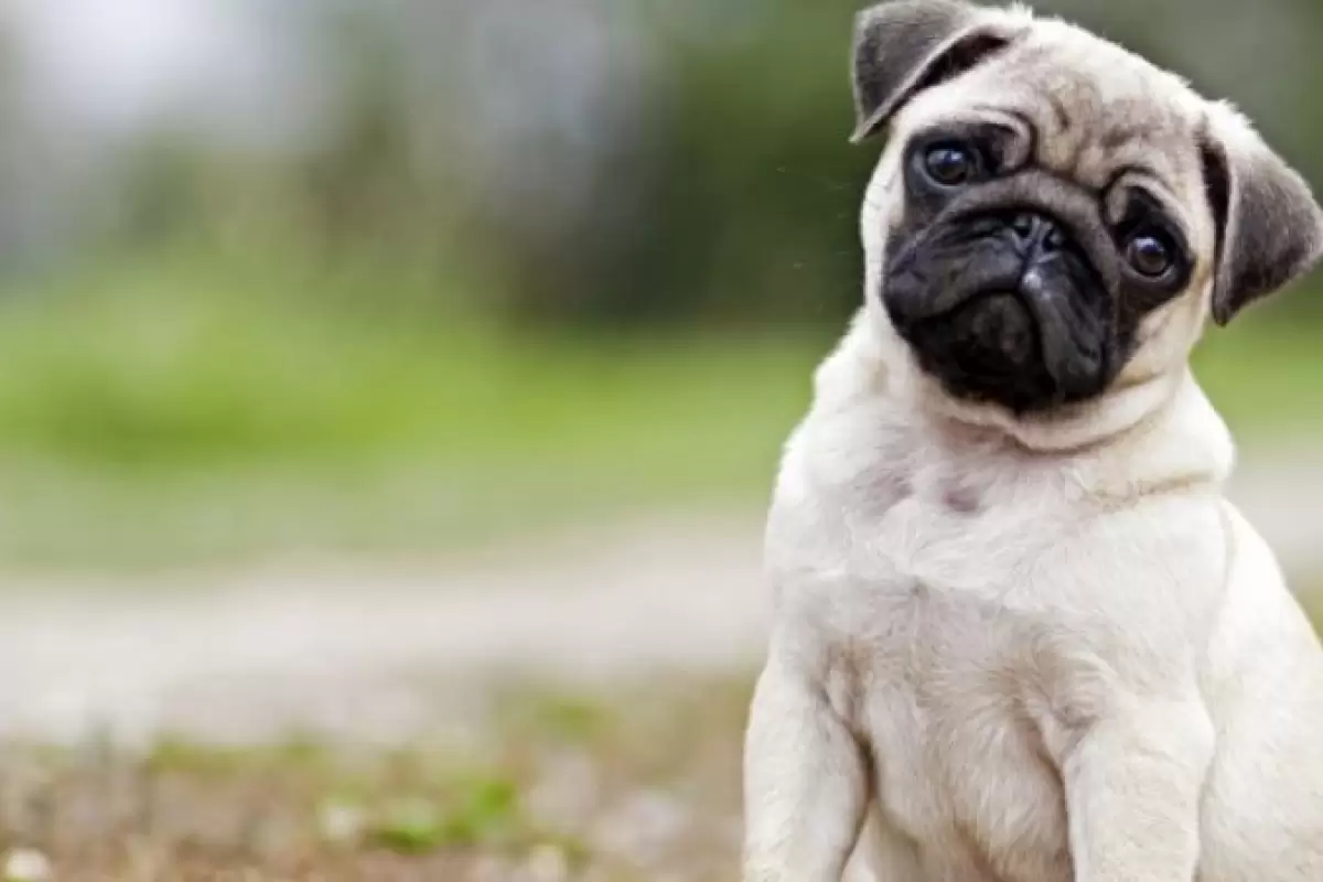 (ویدیو) این سگ، خوش قلب‌ترین حیوان جهان است
