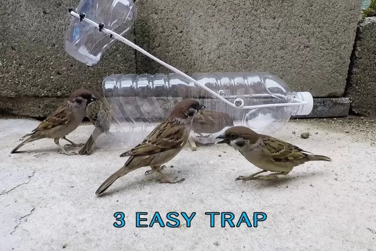 (ویدئو) ساخت سه تله فوق العاده ساده برای پرنده ها