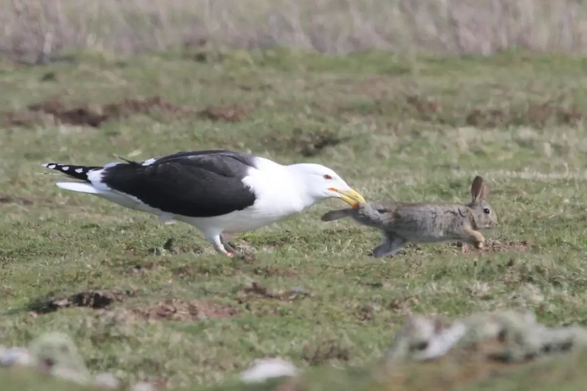 (ویدیو) بلعیدن درسته خرگوش توسط مرغ دریایی