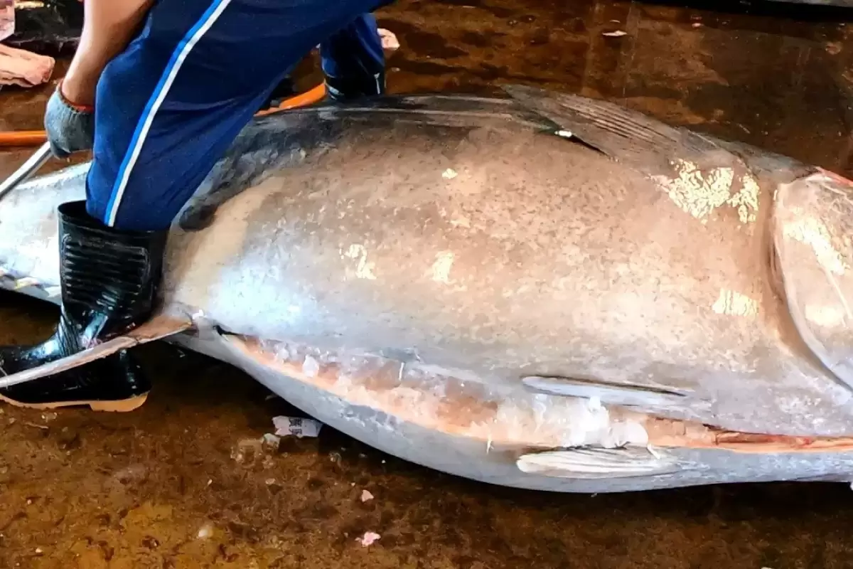 (ویدئو) مهارت خارق العاده استاد چینی در برش زدن ماهی تن بزرگ 461 کیلوگرمی