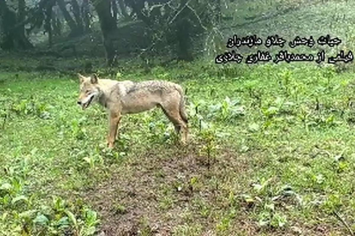 (ویدئو) پرسه یک گرگ در جنگل‌های هیرکانی