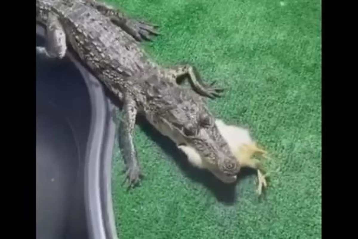 ( ویدیو) خوردن جوجه بینوا توسط بچه تمساح