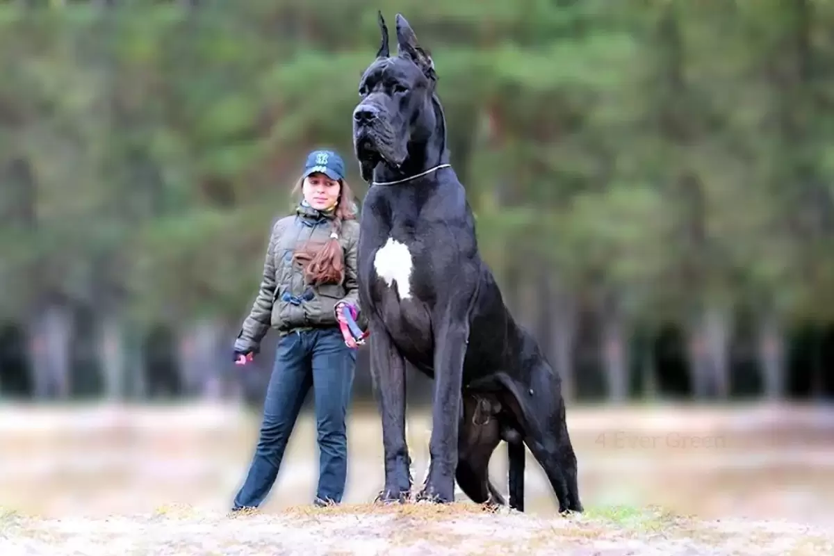 (ویدئو) 11 سگ غول پیکر جهان که اندازه آن ها شما را غافلگیر می کند