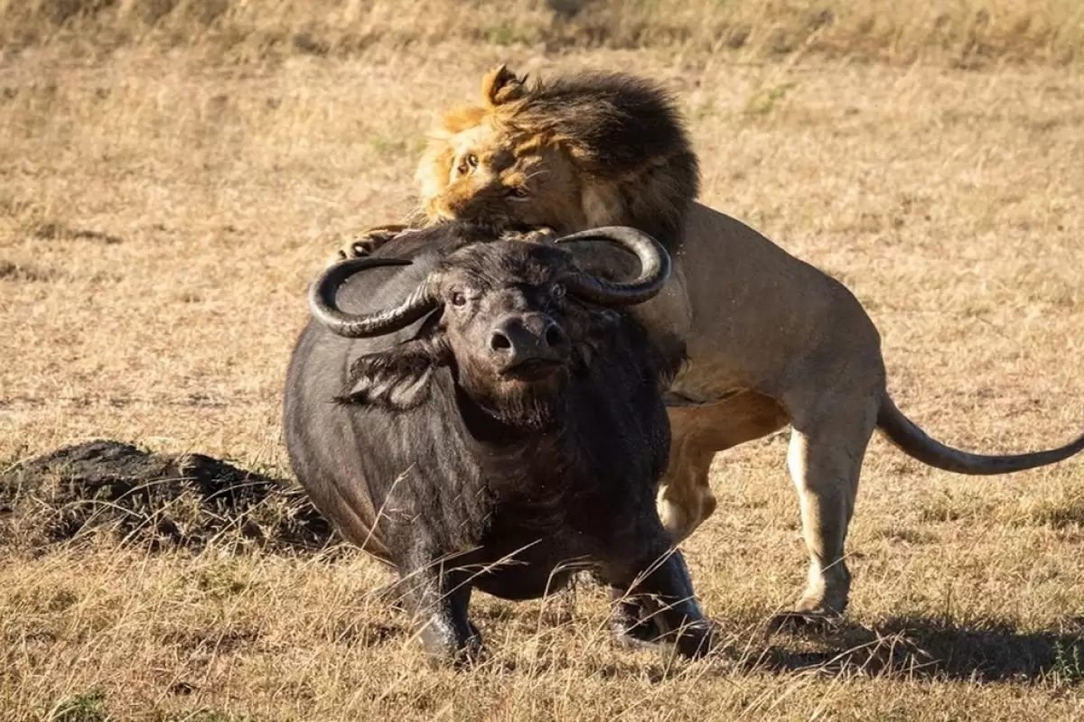 (ویدئو) شیر نر به راحتی یک بوفالو را زمین زد