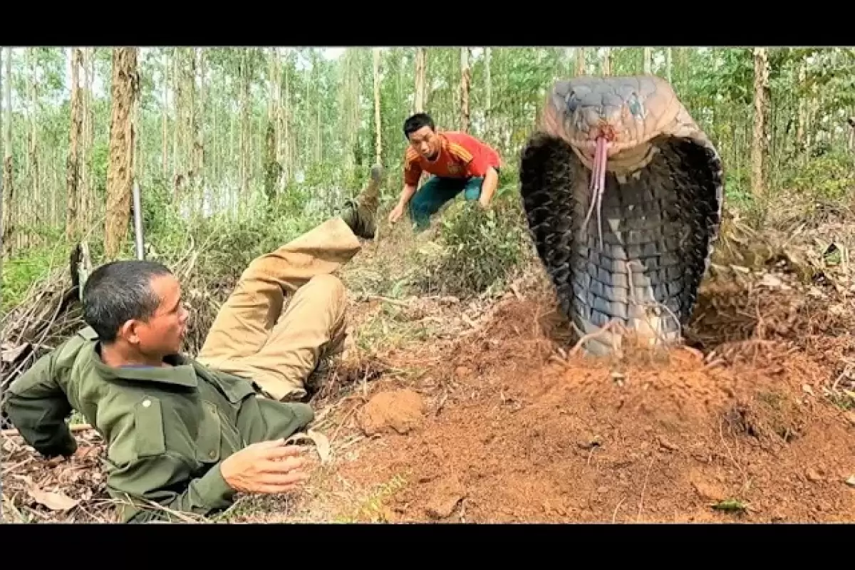 (ویدئو) ویتنامی ها به این شکل میلیون ها دلار از طریق شکار مار کبرا وحشی به دست می آورند!
