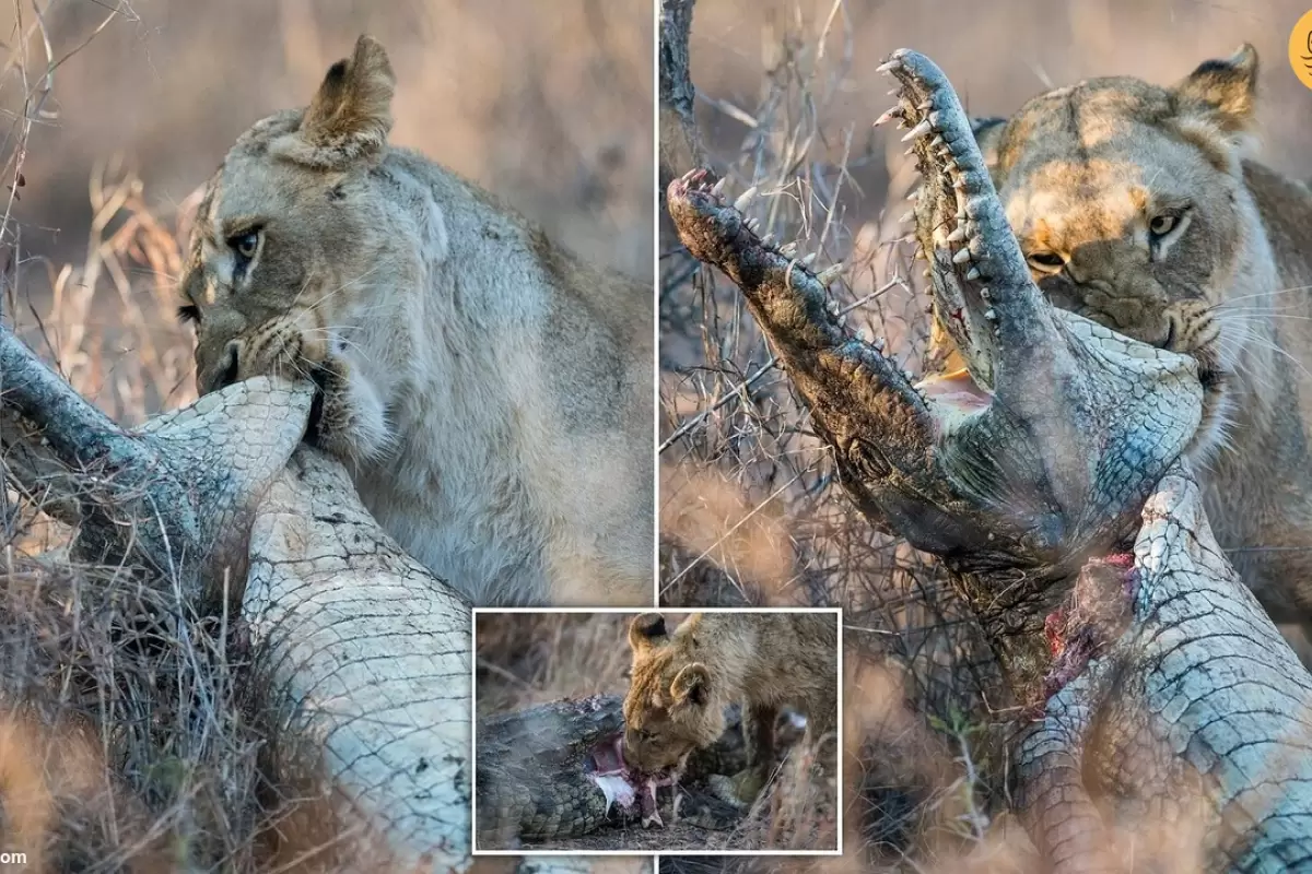 (ویدئو) حمله نادر ۱۰ شیر به یک تمساح در خشکی