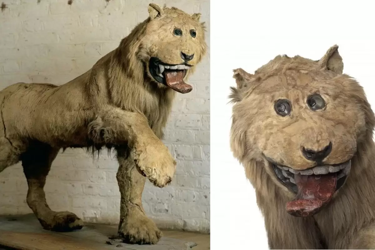 ( عکس) شیر قلعه گریپسهولم ؛ از بدترین نمونه های تاکسیدرمی در جهان که سوژه خنده است!