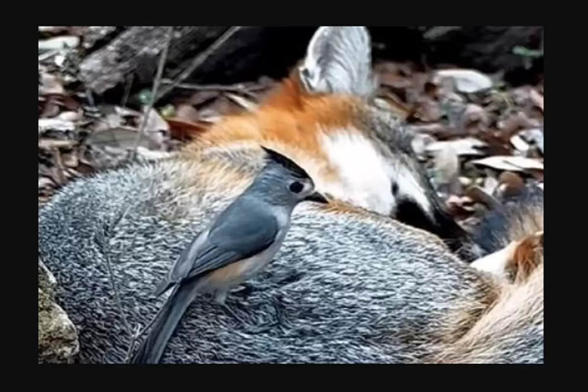 (ویدیو) مو کندن یک پرنده از بدن روباه برای ساختن لانه!
