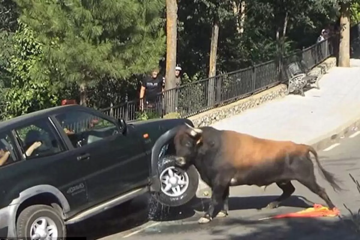 ( ویدیو) شاخ به شاخ شدن گاو خشمگین با خودروی سواری