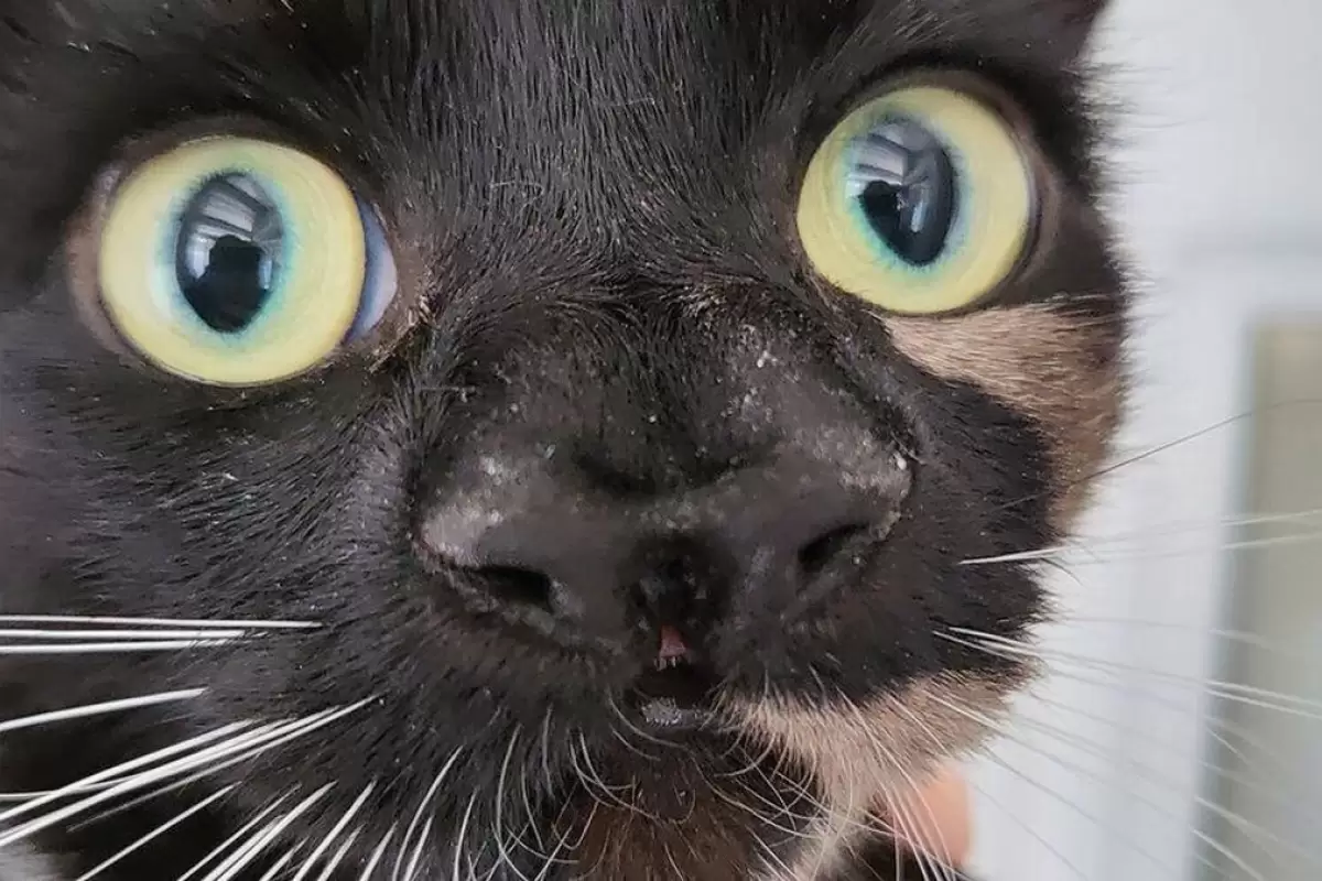 (ویدئو)‌ گربه بی‌خانمان با دو بینی همه را شگفت‌زده کرد