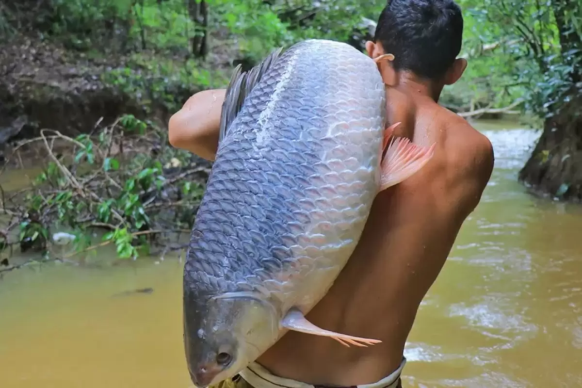 (ویدئو) کباب کردن ماهی غول پیکر 26.5 کیلوگرمی توسط جوان روستایی تایلندی در میان جنگل