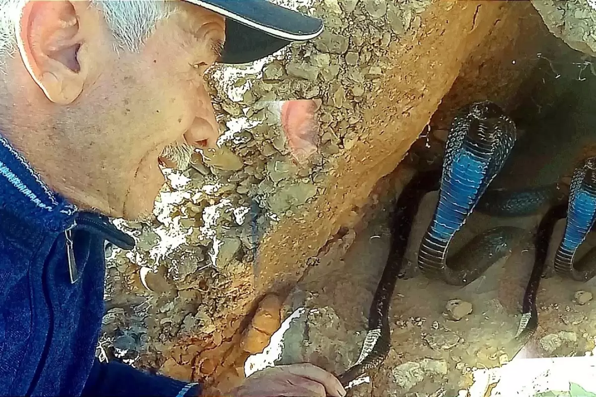 (ویدئو) مهارت حیرت آور این پیرمرد مراکشی در بیرون کشیدن مار کبرای وحشی از لانه‌ کوهستانی‌اش