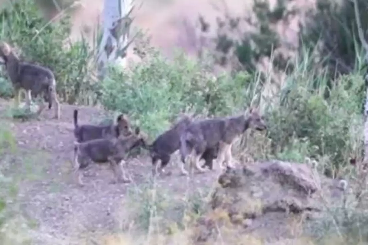 ( ویدیو) بازیگوشی توله‌های گرگ‌ در منطقه حفاظت شده شیدا