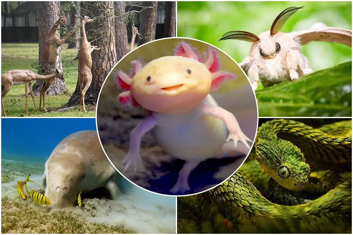 (ویدیو) چند تا از عجیب ترین موجودات دنیا
