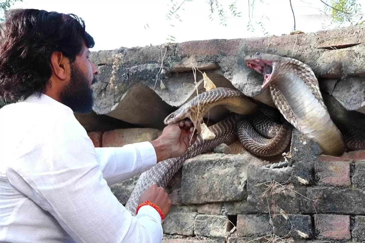 (ویدئو) شکار دو مار کبرای غول پیکر از لای دیوارهای یک خانه توسط مارگیر مشهور هندی