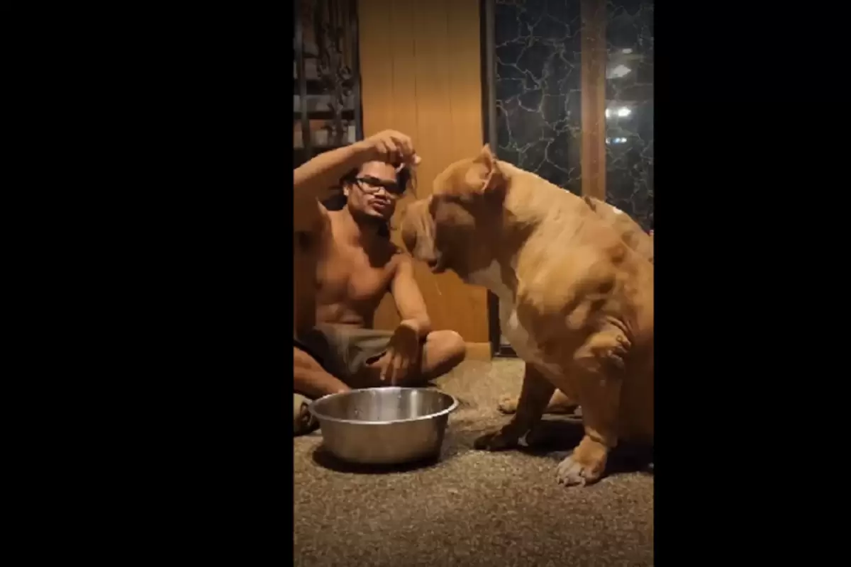 (ویدئو) رونمایی از بزرگ‌ترین سگ پیت بول جهان به وزن ۱۰۴ کیلوگرم