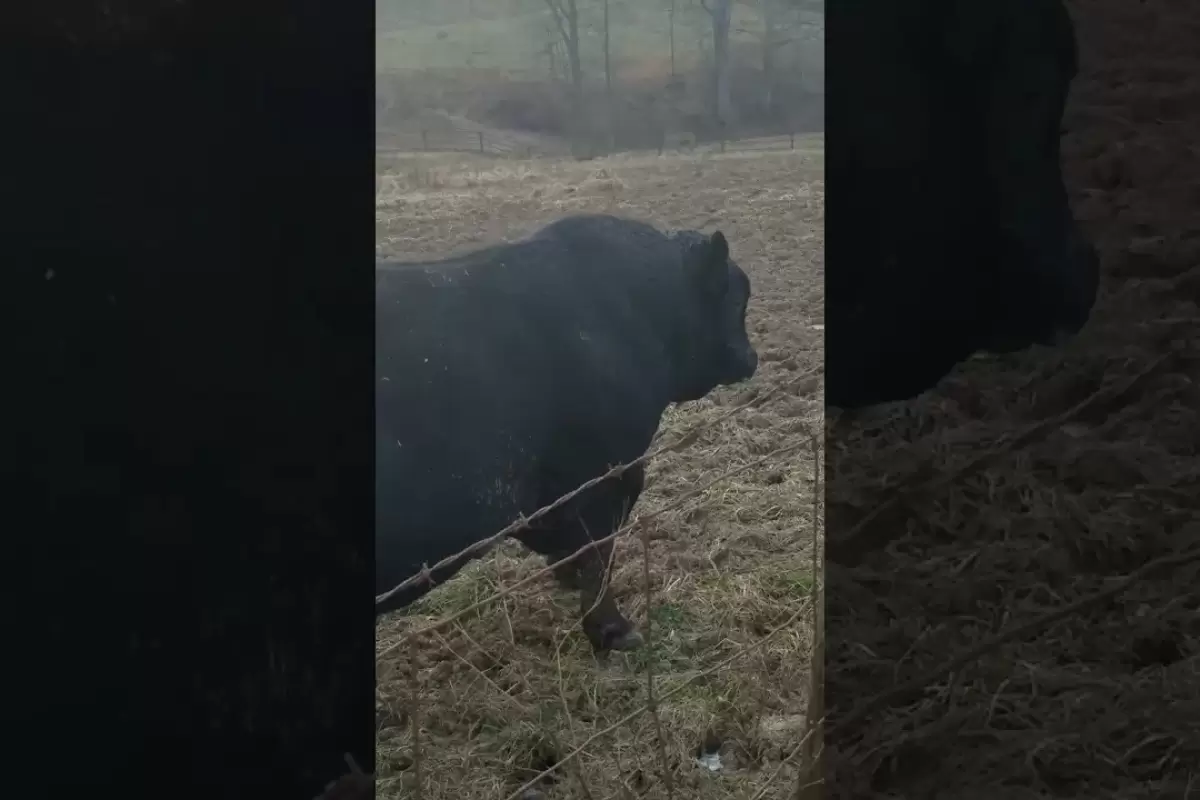 (ویدئو) بزرگترین گاو نر قاره آمریکا با وزن 1720 کیلوگرم انتخاب شد