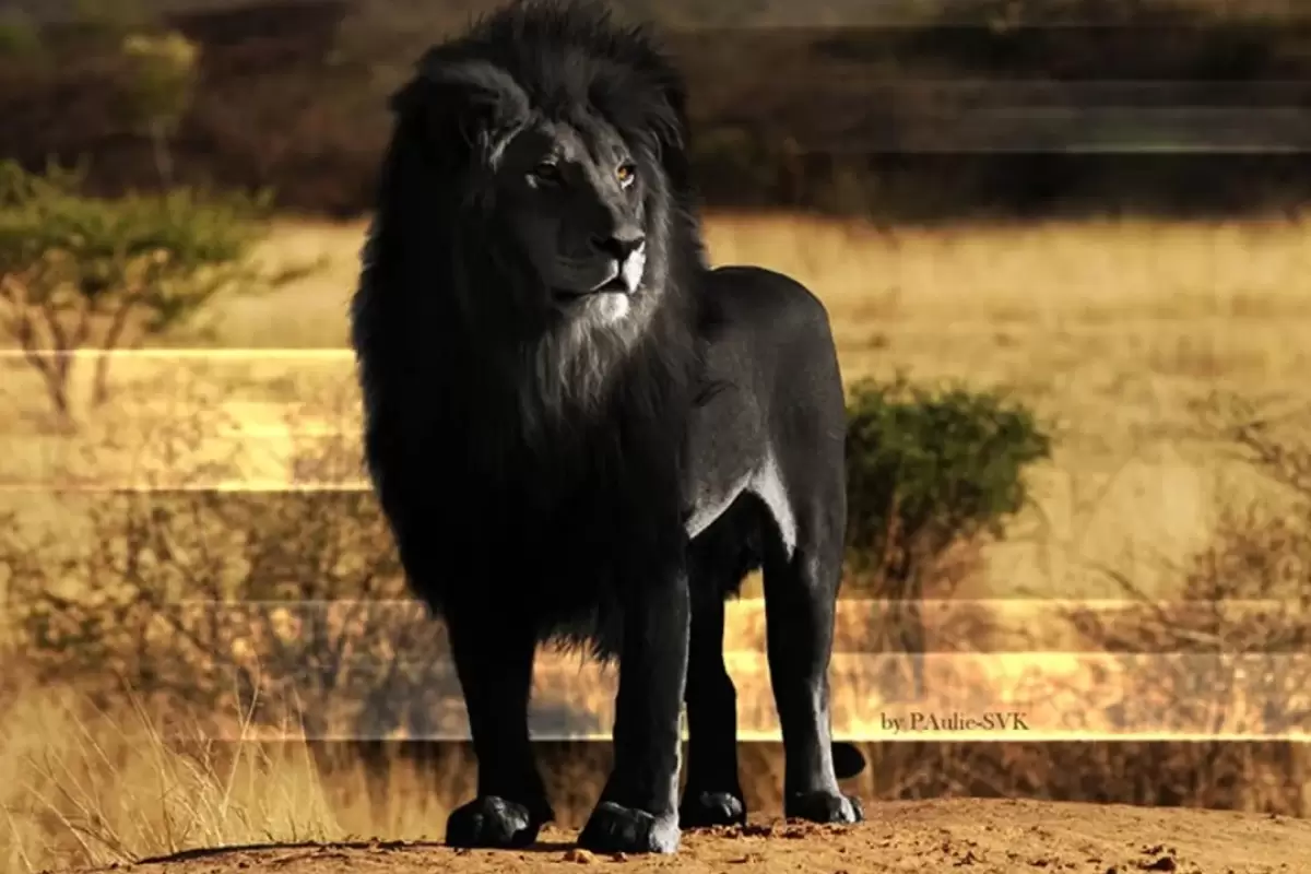 (ویدئو) 10 حیوان ترکیبی عجیبی که باور نمی کنید در واقعیت وجود داشته باشند!