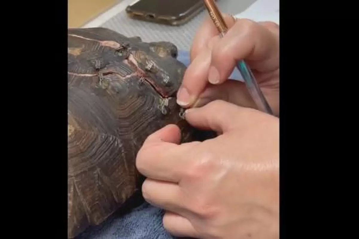 ( ویدیو) ترمیم و بخیه زدن لاک شکسته یک لاکپشت