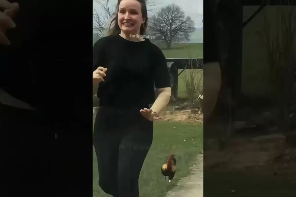 (ویدئو) چرا این مرغ و خروس های وحشی در قفس فلزی زندگی می کنند؟
