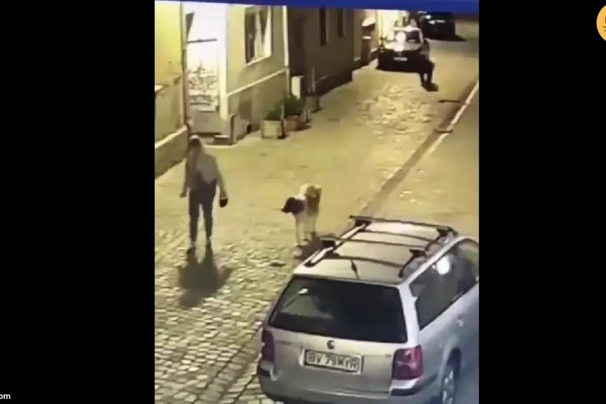 (ویدئو) واکنش سگ خانگی با مشاهده یک خرس