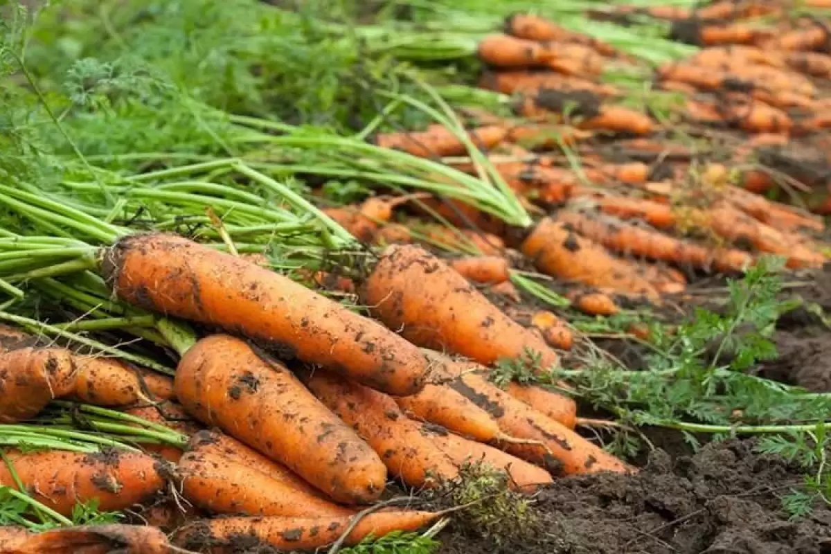 کشف باورنکردنی در یک مزرعه هویج