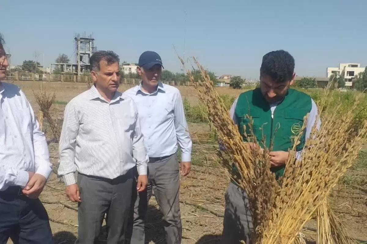 گلستان در حضور مستمر و میدانی رییس سازمان جهاد کشاورزی در شهرستان ها رتبه دوم را در کشور به دست آورد