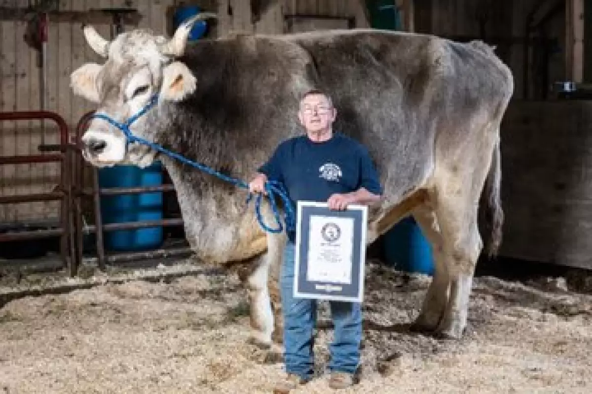 (عکس) بزرگترین گاو دنیا که رکورد گینس را به‌دست آورد