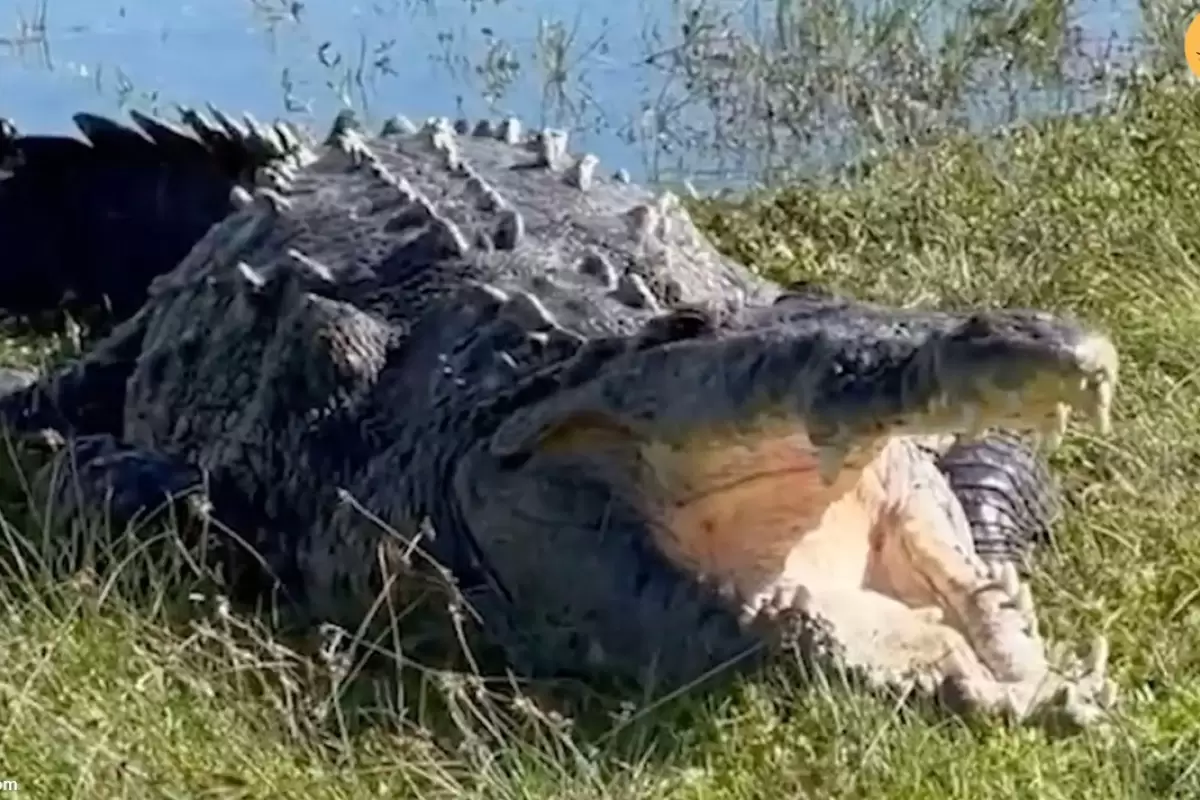 (ویدئو) عرض اندام بزرگترین تمساح آمریکایی