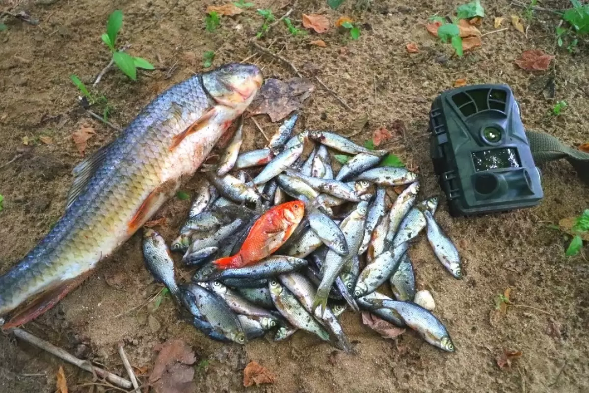 (ویدئو) اگر 6 کیلوگرم ماهی را وسط جنگل رها کنید، چه اتفاقی برای آن ها می‌افتد؟