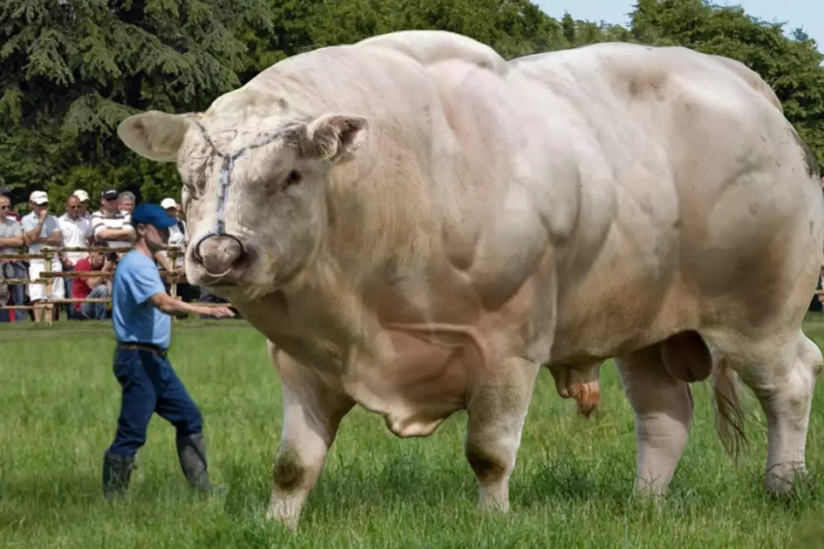 (ویدئو) این گاو سفید رنگ جذاب، عضلانی ترین گاو جهان است!