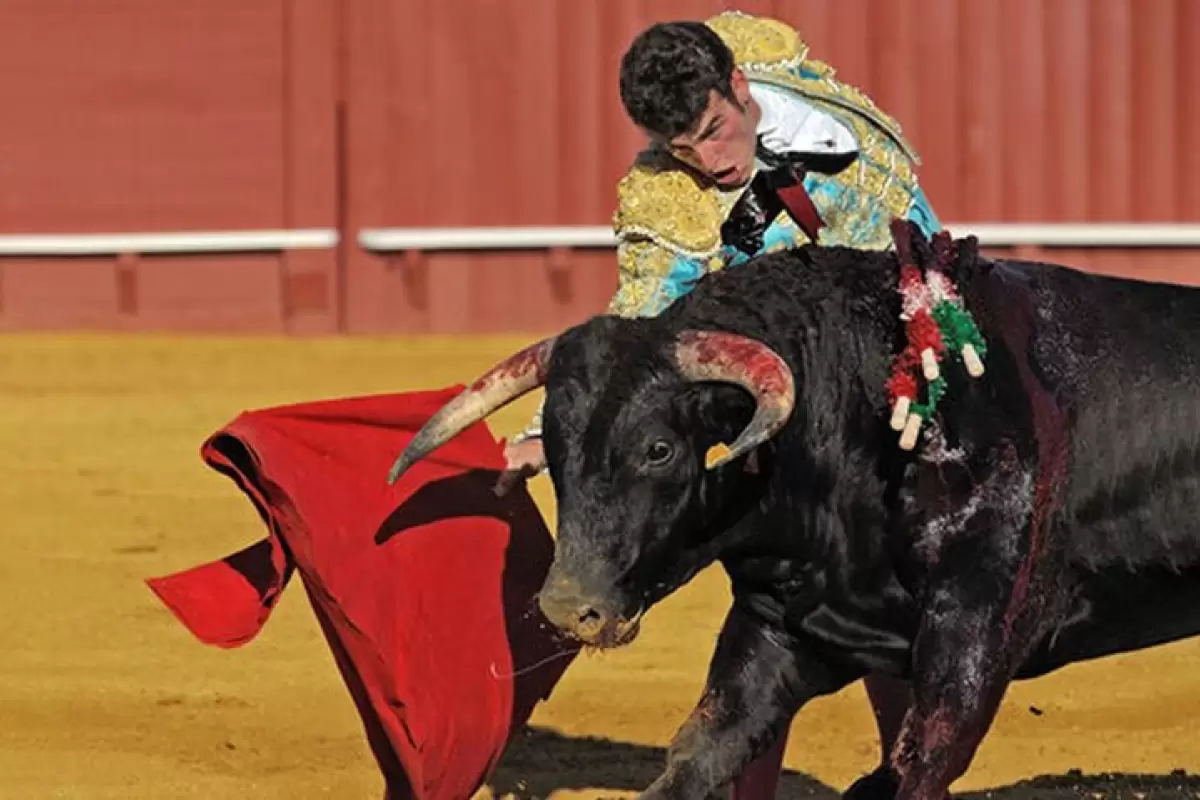 (ویدیو) ضربه فنی کردن یک گاو خشمگین توسط یک گاوچران چغر و بد بدن