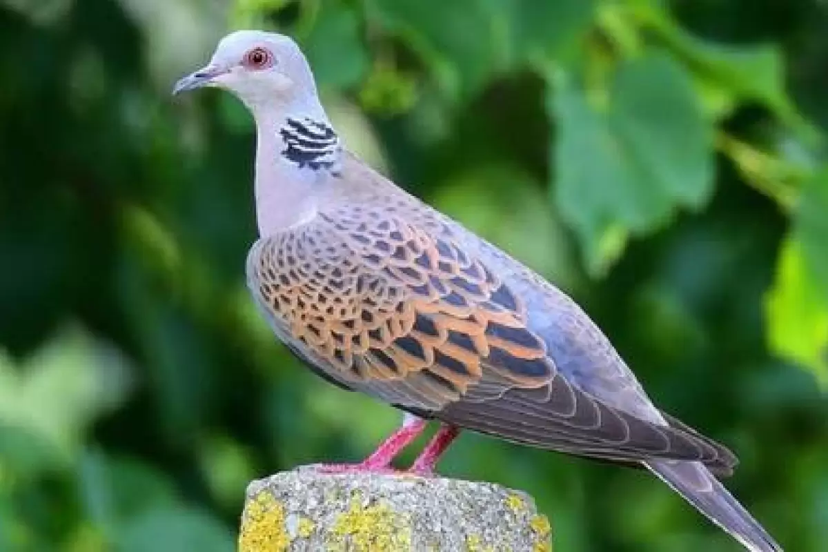 (ویدیو) کبوتر طاووسی ؛ زیباترین و کمیاب‌ترین کبوتر جهان