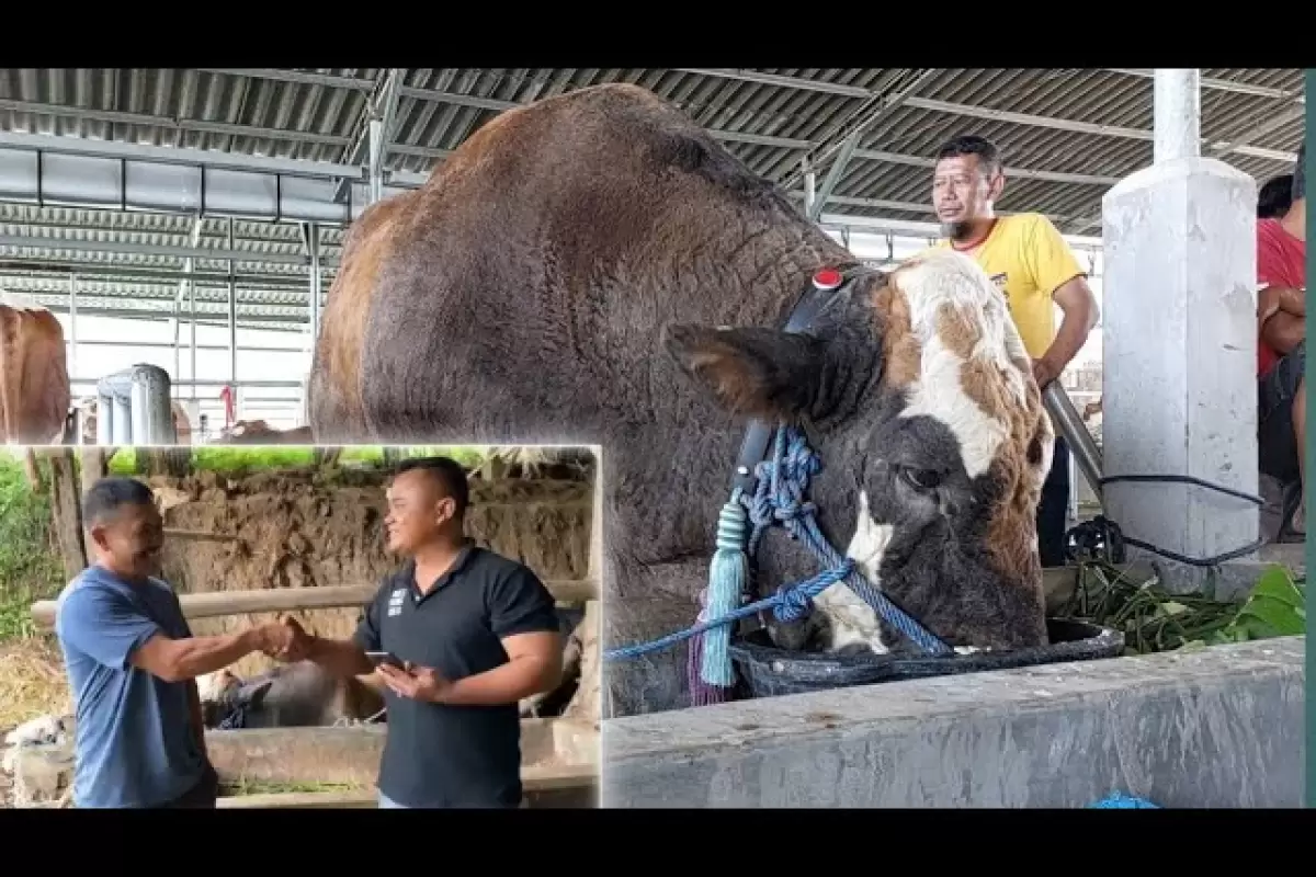 (ویدئو) این گاو 1523 کیلوگرمی جایزه بزرگترین گاو نر اندونزی را برد