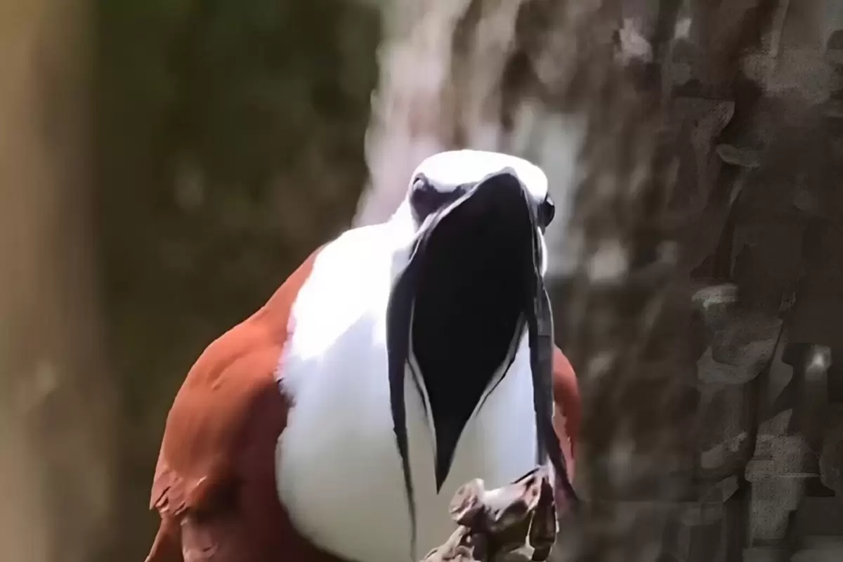 (ویدئو) مرغ زنگوله‌ای، پرنده‌ای که گوش شما را کر ‌می‌کند