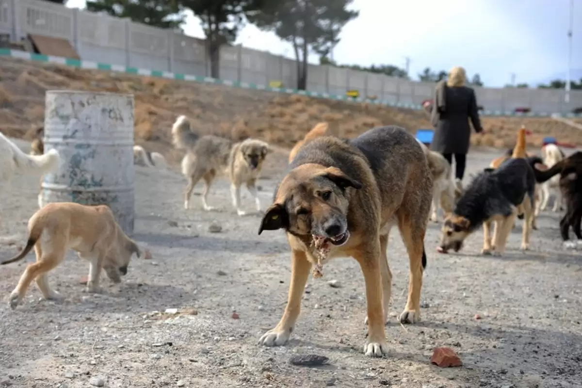 پرسه ۳ میلیونی سگ‌های ولگرد در ایران؛ چه باید کرد؟