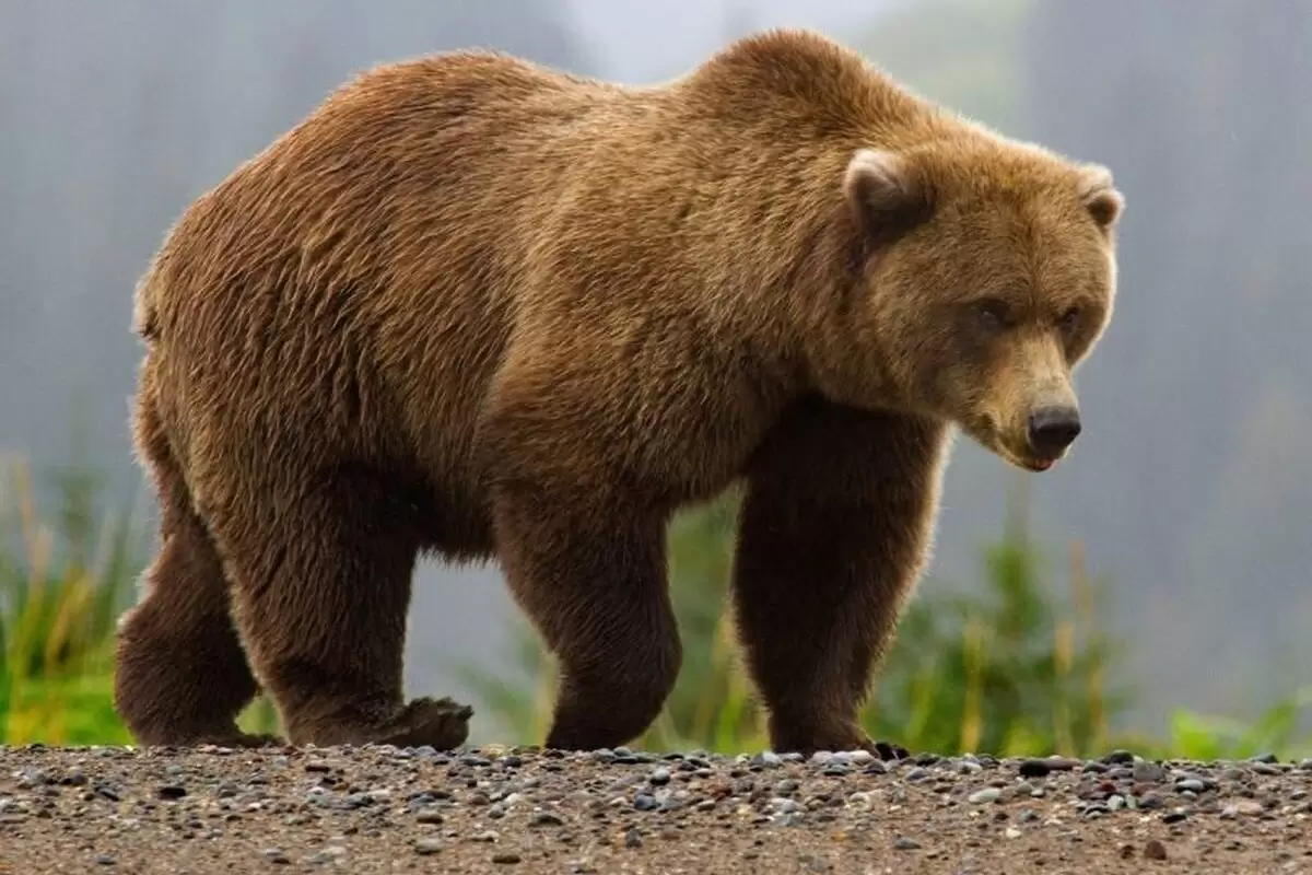 (عکس) مشاهده یک خرس بسیار نادر در جنگل‌های مازندران