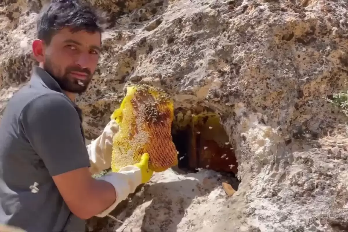 (ویدئو) این جوان ترکیه ای مشهور یک کندوی عسل وحشی بزرگ از دل کوه بیرون کشید!