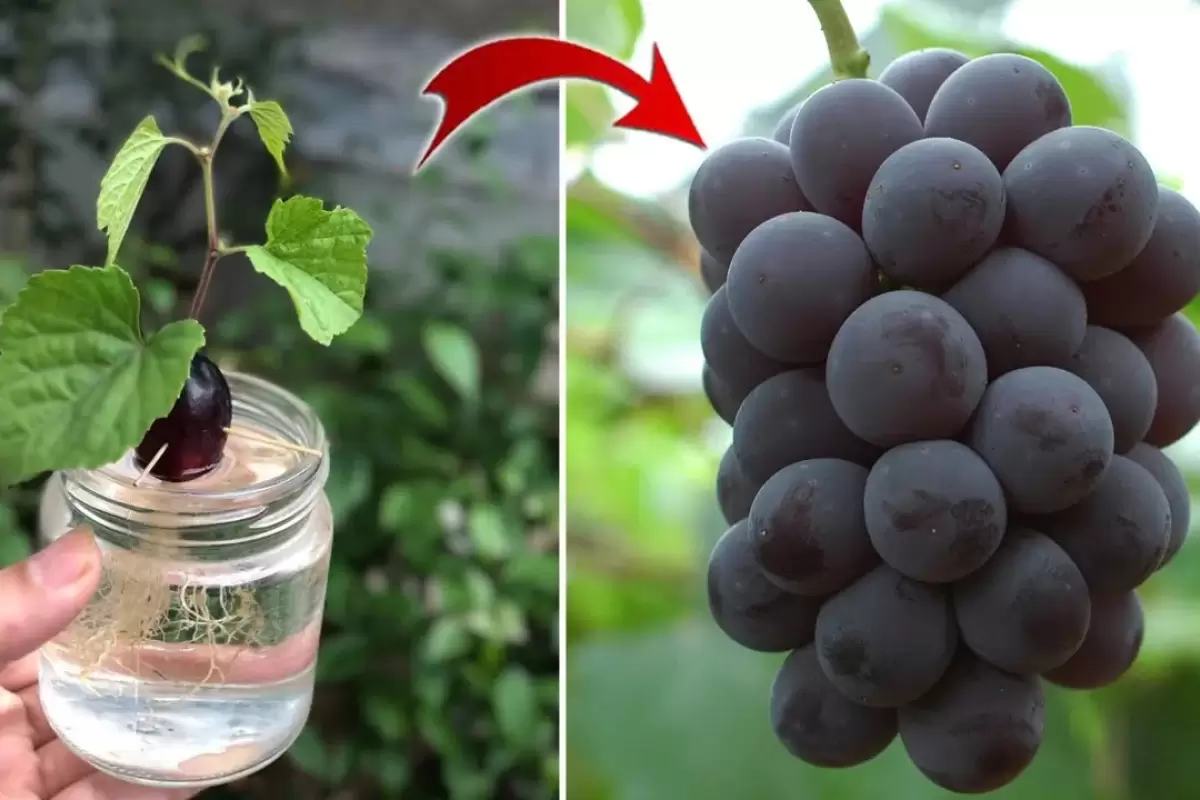 (ویدئو) یک روش جدید و بی دردسر برای کاشت حبه انگور و تبدیل کردن آن به درخت در خانه