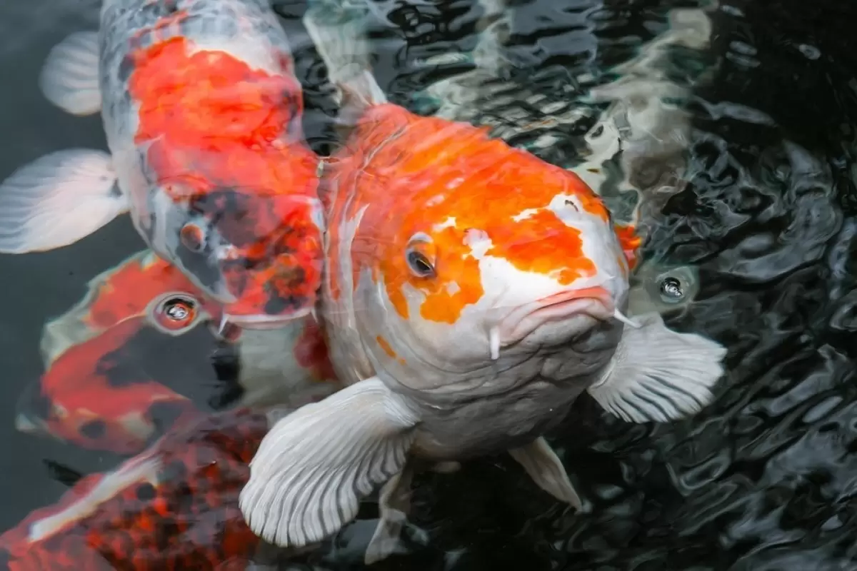 (ویدئو) حراجی ماهی کوی؛ «جواهر زنده» که نماد شانس و خوشبختی‌ است