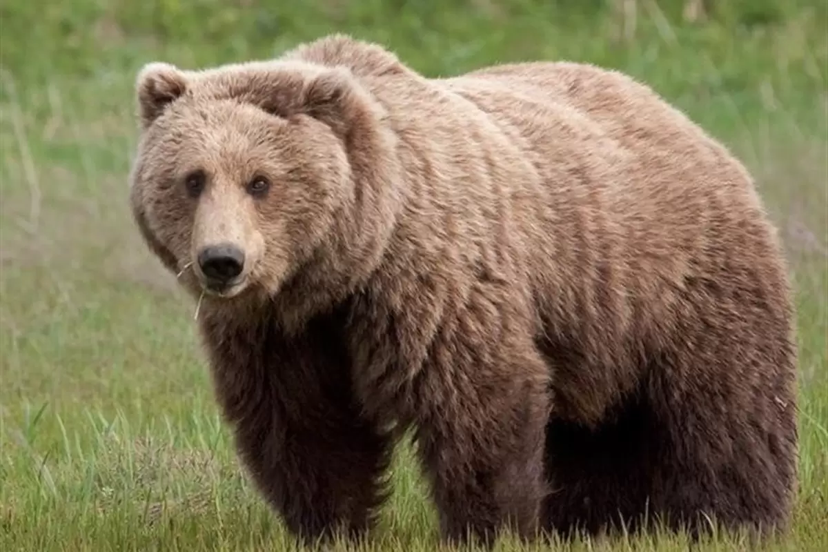 ( ویدیو) شیوه عجیب زنده گیری یک خرس اطراف شاهرود